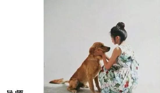 人与狗狗的无与伦比的情感连接（以宠物为主的深入探究）