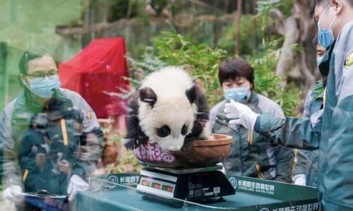 “女”大十八变！全球唯一大熊猫三胞胎二代“妹猪”半岁啦