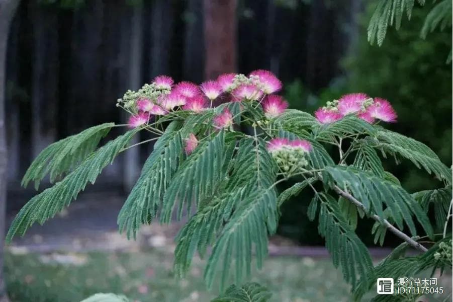 合欢：也叫绒花树，花期较长的乡土树种，花如小扇子，还可入药