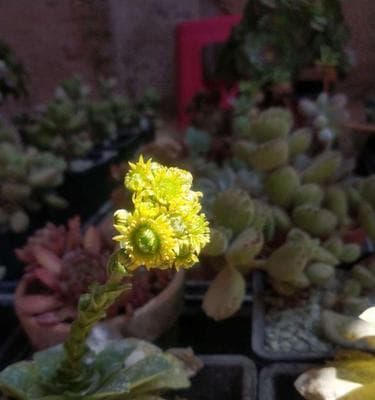 多肉开花时间大揭秘！（掌握这个“花期”，多肉才能常开花！）