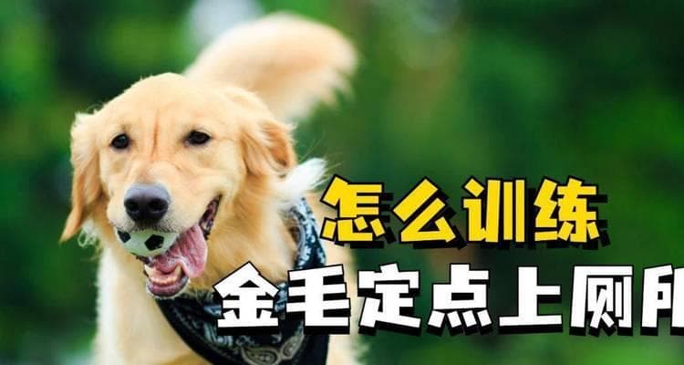 如何训练狗狗定点大小便？（培养狗狗良好的卫生习惯，让你的家更整洁）
