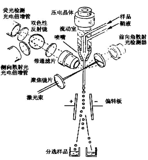 流式细胞术：原理、结构与应用