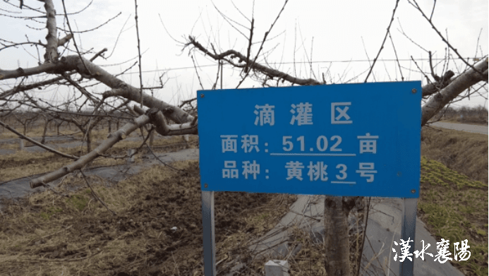 果园装上“数字脑” 品质效益“神助攻”