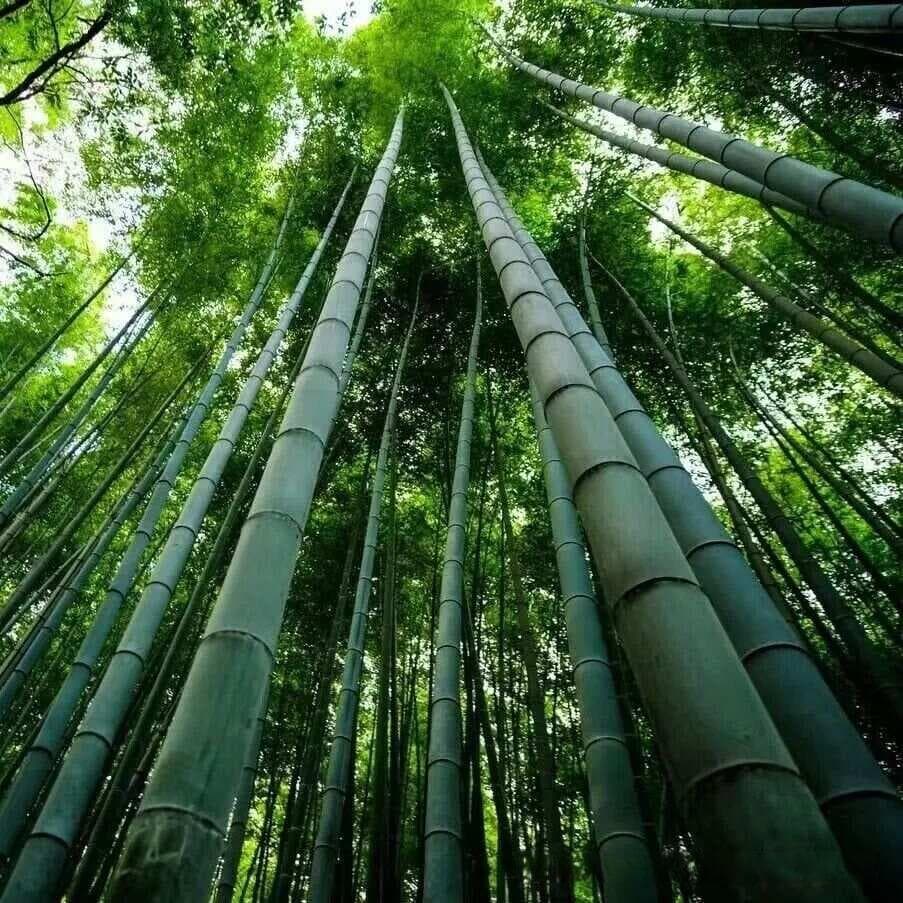 竹子的启示：耐心与坚持