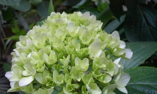 探究绣球花的生长环境（寻找适宜绣球花生长的地方条件）