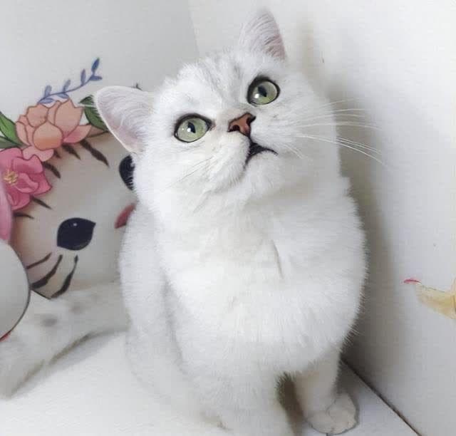 猫界公认“最忠诚”的6种猫，比狗还“通人性”，你认同吗