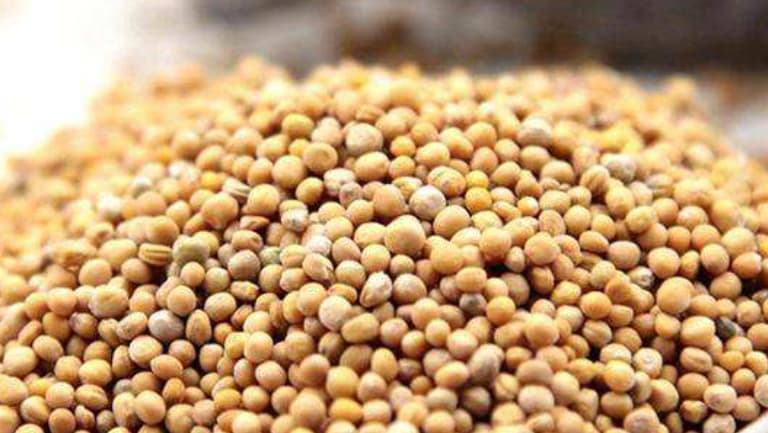 芥菜子的功效与作用、禁忌和食用方法