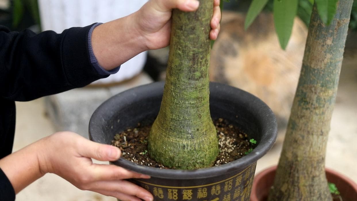 发财树烂根还能救吗？教你三个方法，再次生根并不难