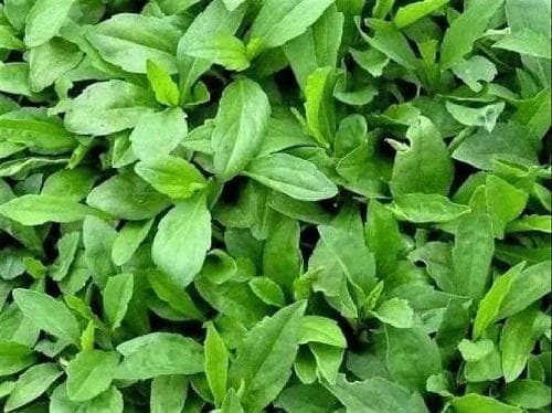 马兰人工栽培技术：种植管理与采收指南