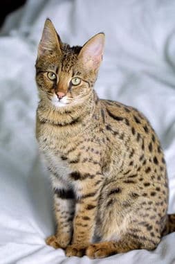 猫咪品种排行：前十贵猫盘点
