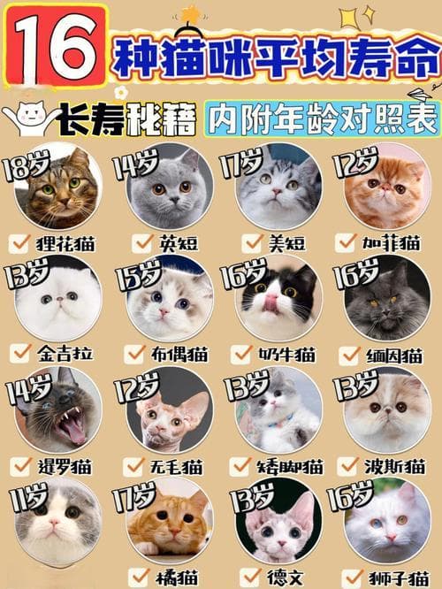 研究发现：室内猫平均寿命可达12-20年，这些因素很关键