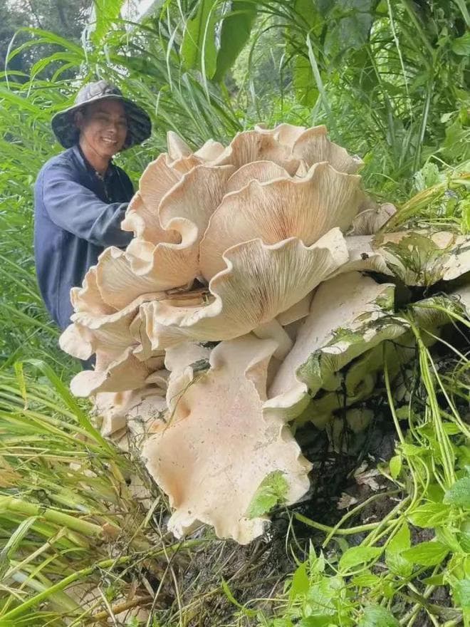 罕见巨大口蘑现身云南，专家：虽可食用但需谨慎