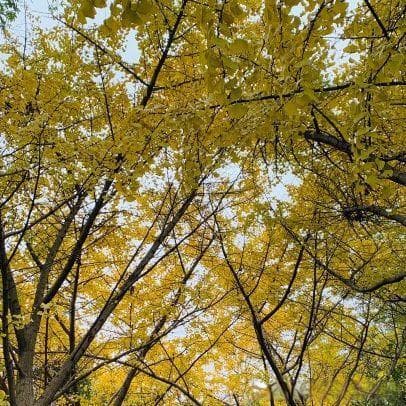 🌳嘉定千年银杏：穿越时光的自然与历史奇观