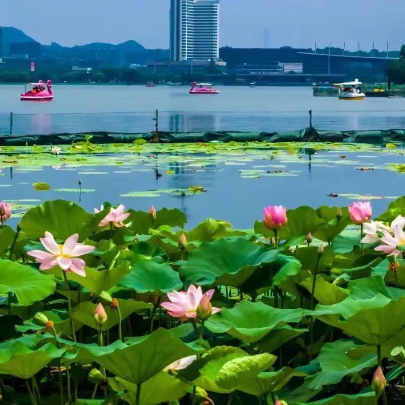 很多人都不知道！上海周边这些县域藏着大片绿水青山、花海！乘高铁直达