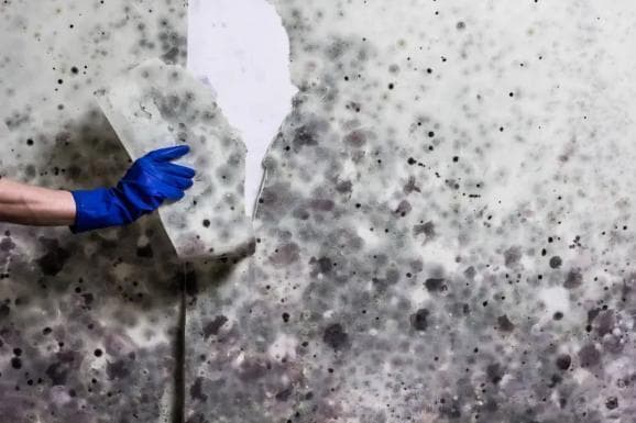 室内霉菌——梅雨季节的健康隐患