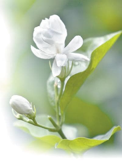 茉莉花开 香气悠长