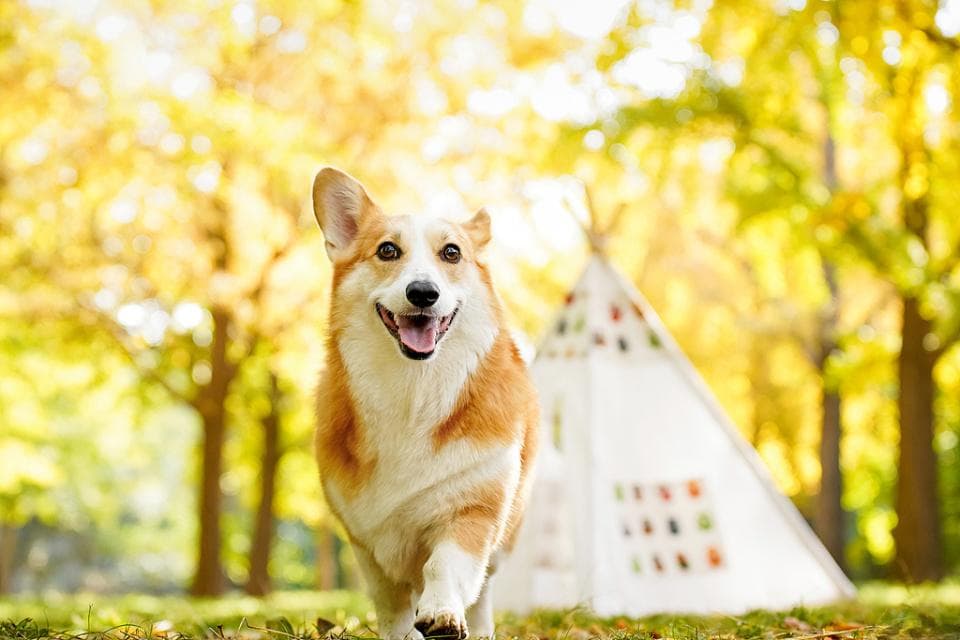 春日遛狗指南：让狗狗在春天尽情撒欢！