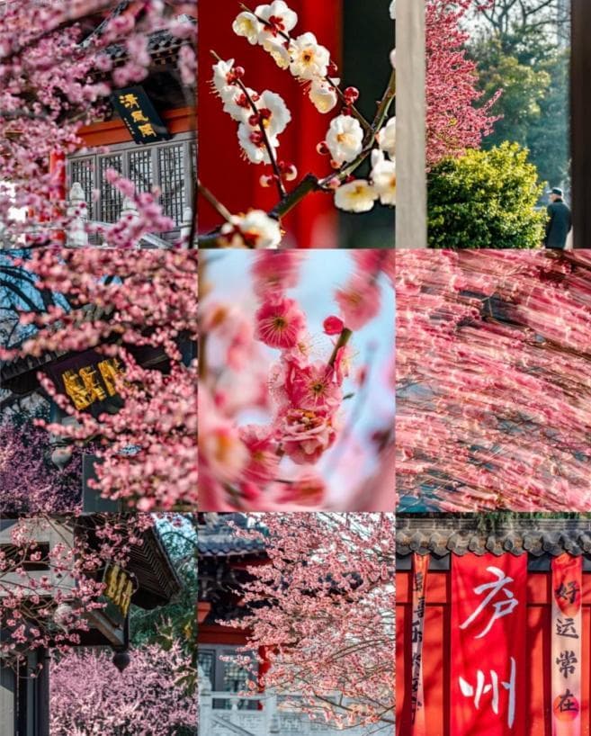 合肥春季赏花全攻略：从梅花到海棠，尽览春日花海