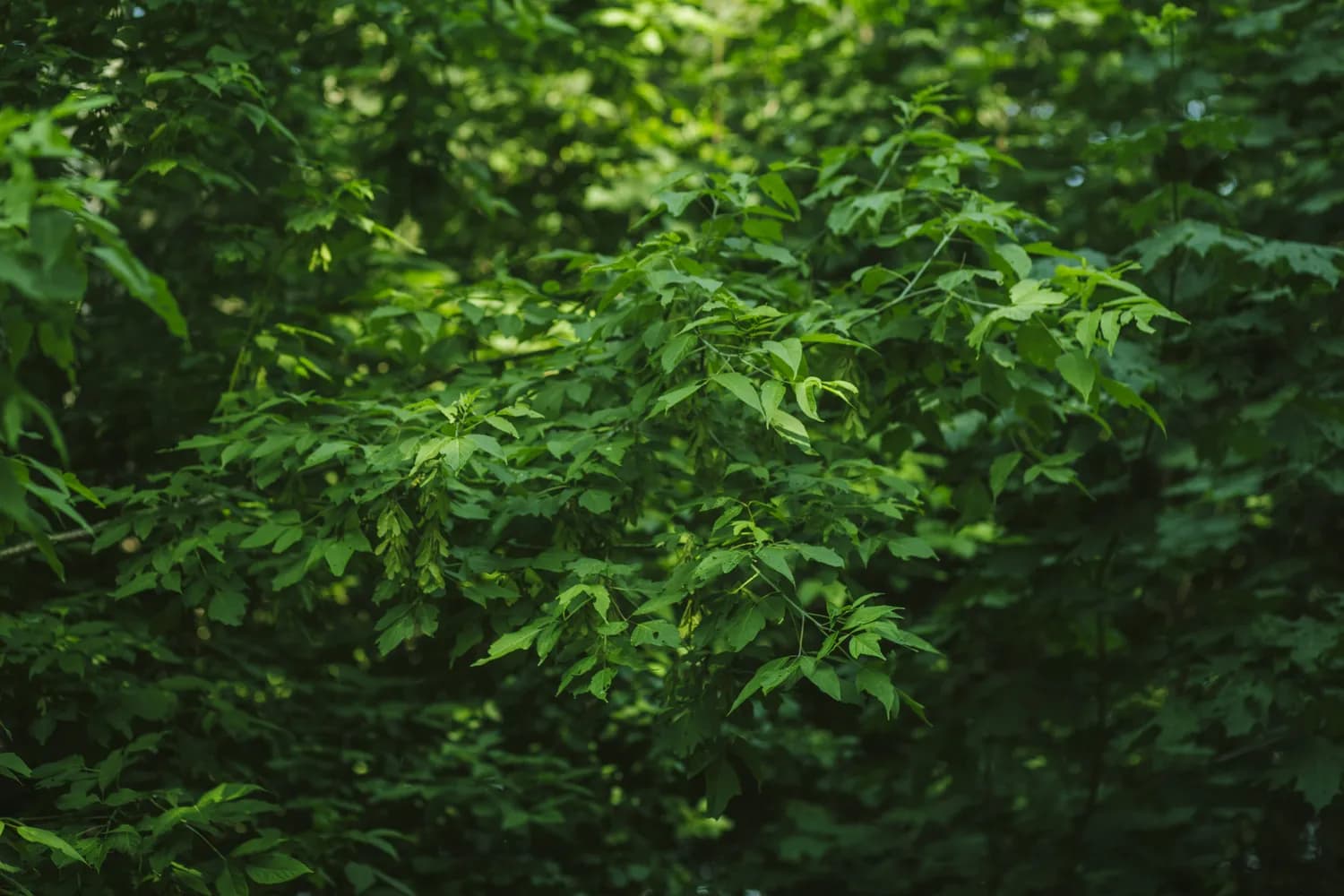 国家重点保护植物：青钱柳的种植与药用价值