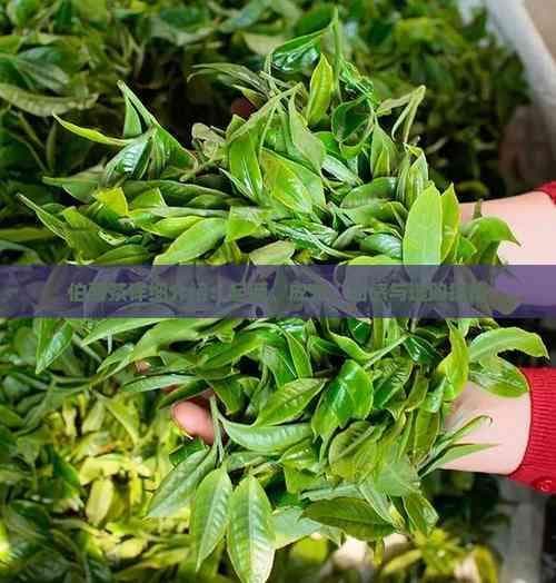 伯爵茶详细介绍：起源、成分、口感与选购指南