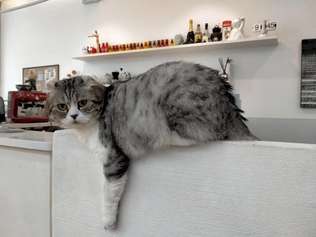 AI揭示猫咪的聪明社交：模仿对方表情！