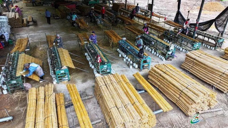为地球“减塑”丨用好竹林资源 保护生态环境