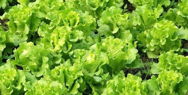 生菜种植指南（时间、方法、技巧全解析）