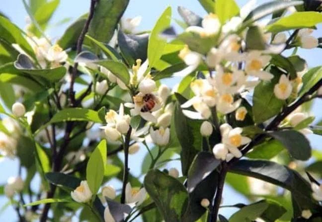砂糖橘现蕾、花期这样做，今年产量增收几倍！快来学！