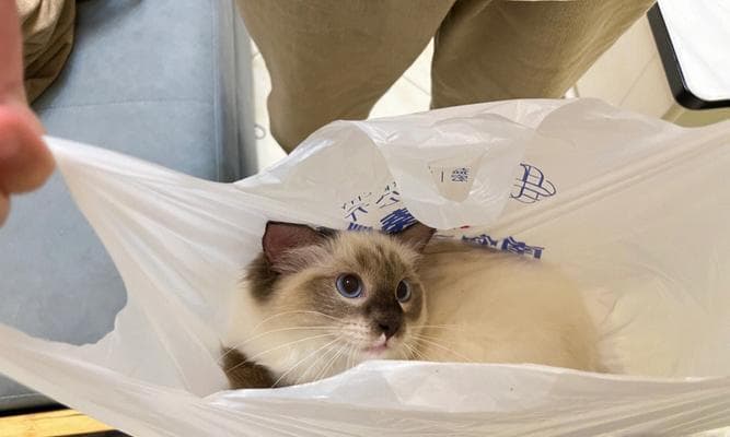 宠物猫咪误食塑料袋的处理方法和预防措施