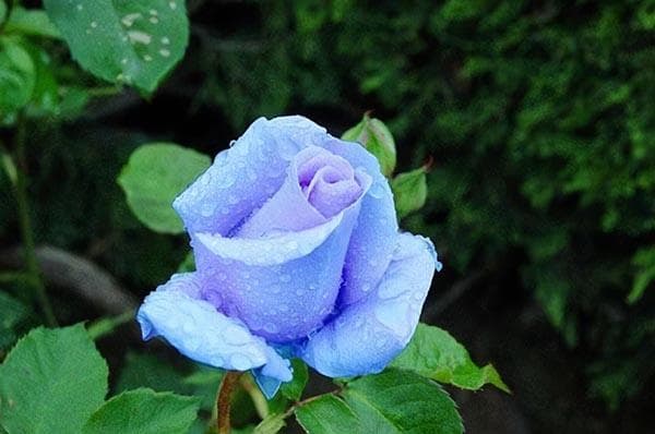 蓝色妖姬的花语 种植的温度有要求吗