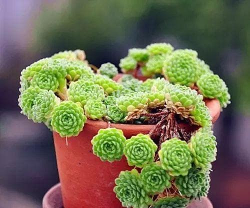 多肉植物冬季养护指南：15个要点确保多肉安全过冬