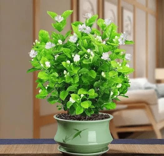 掌握这三点，轻松养出茂盛茉莉花！