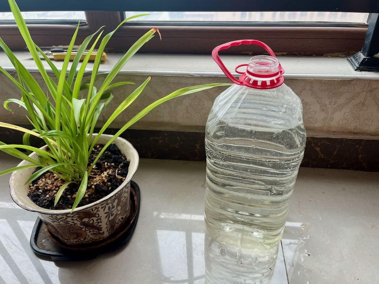 鱼缸里的生态系统在一年半后