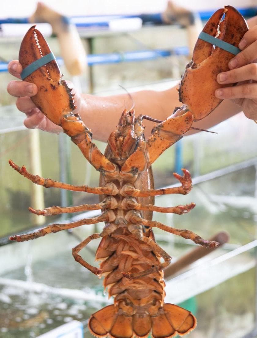 飞了几十次三亚才有的美食攻略，人均￥50实现海鲜自由