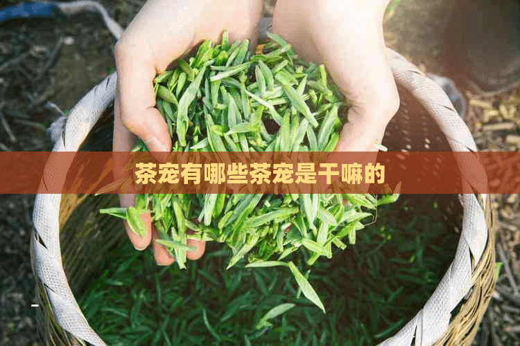 茶宠有哪些种类？茶宠的作用是什么？