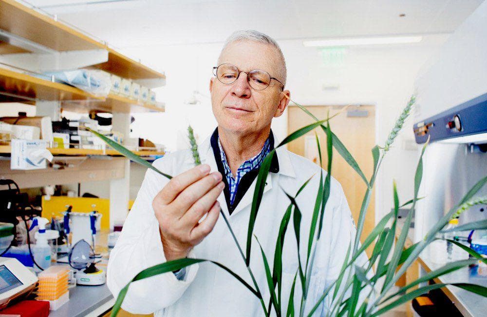 50年植物免疫研究突破：从基础发现到实际应用