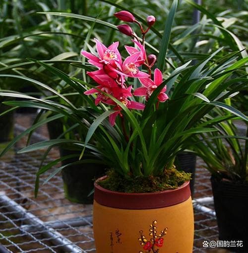 兰花在哪个季节盛开？