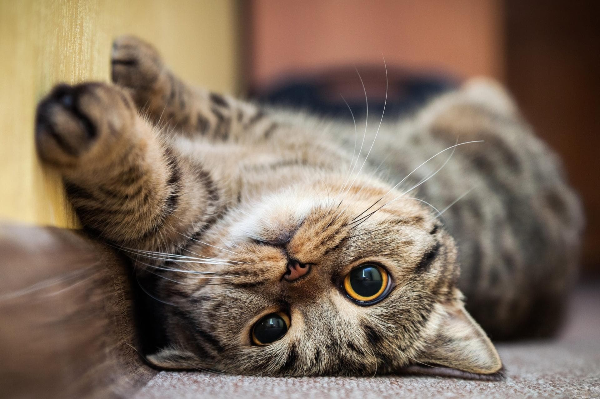 如何判断宠物猫是否感染猫鼻支