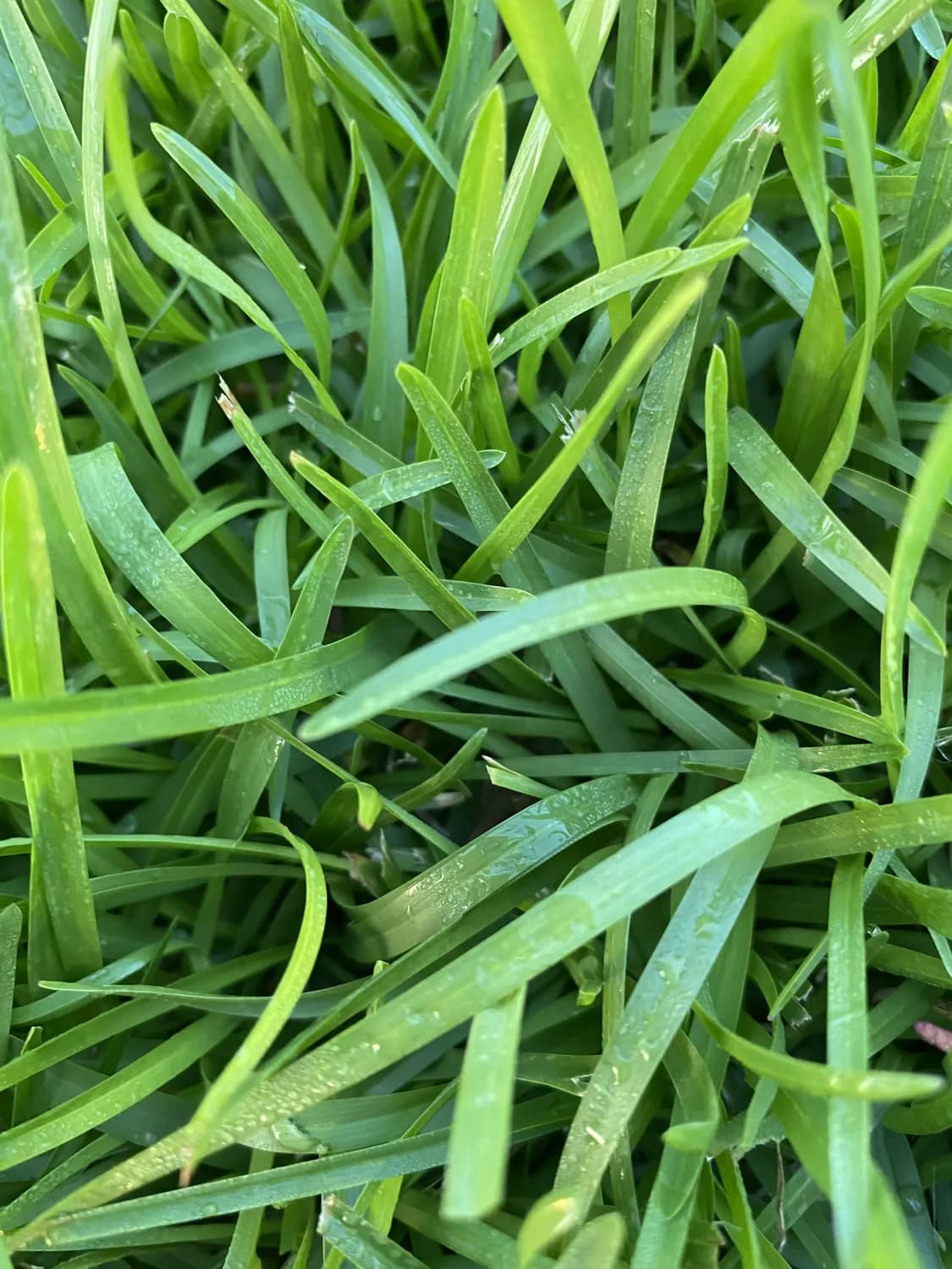 高叶黄素食物排行榜推荐：护眼蔬菜大集合