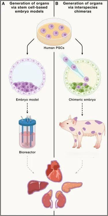 Cell | 突破器官移植瓶颈：干细胞胚胎模型与异种器官发生的前沿探索