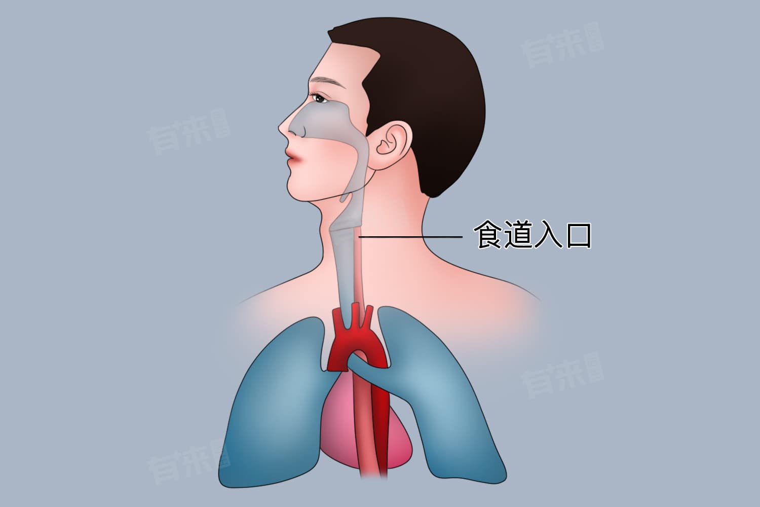 食道和呼吸道是一条道吗
