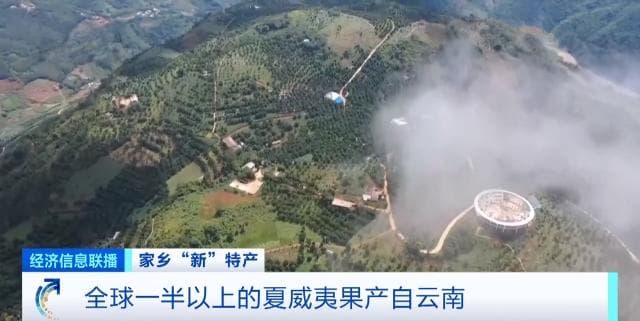 云南是如何成为“夏威夷果”产地的
