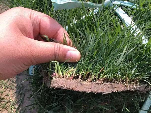 打造理想观赏草坪：草种选择全攻略