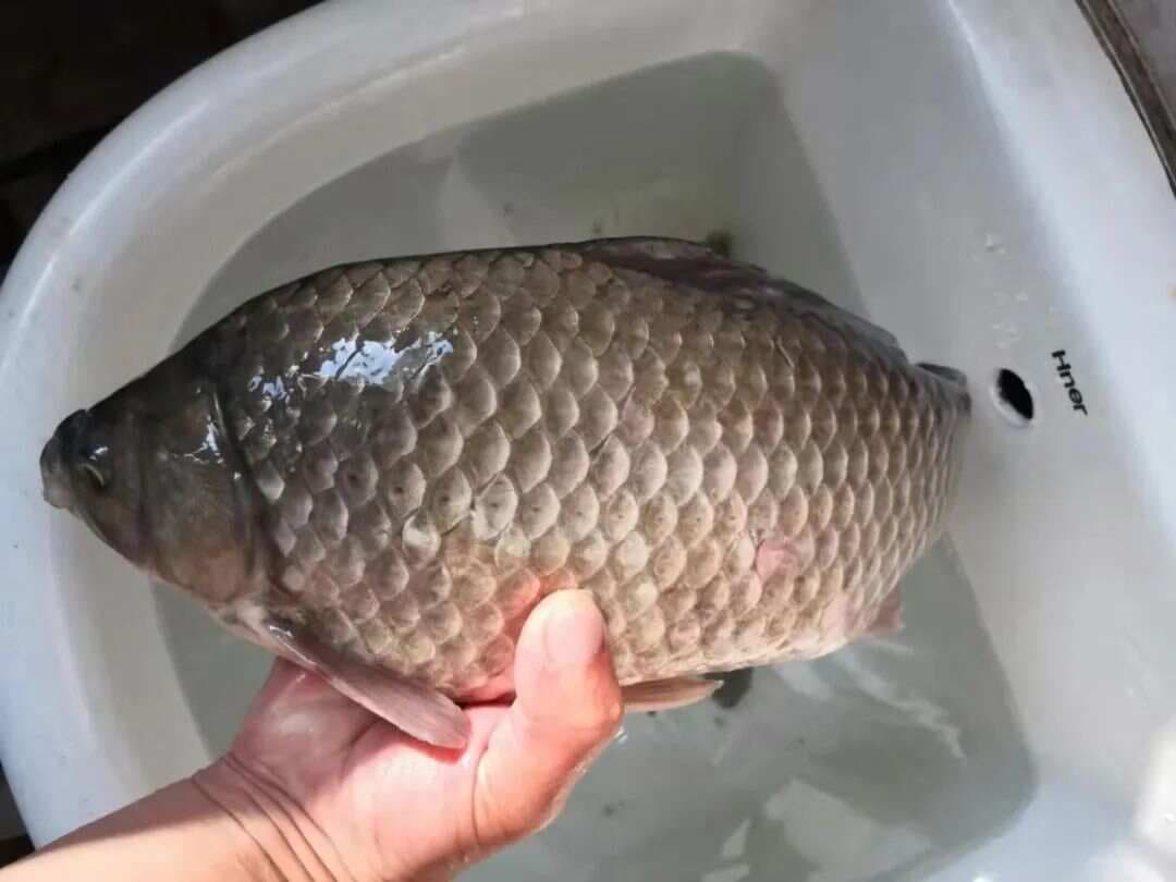 秋天想钓大鲫鱼，有三件事你要明白！