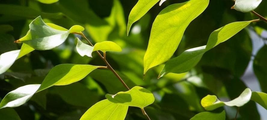 寄托亲情的植物：探寻植物背后的亲情故事
