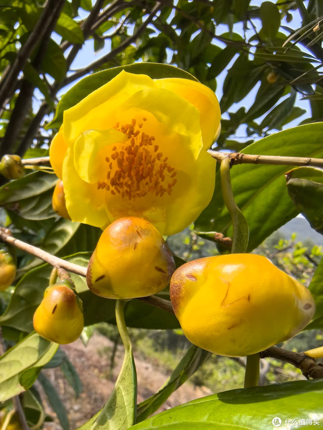 广西金花茶：茶族皇后的金色传奇