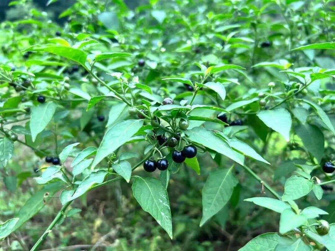龙葵：野辣椒还是解毒草？一文读懂这种常见野菜的多重价值