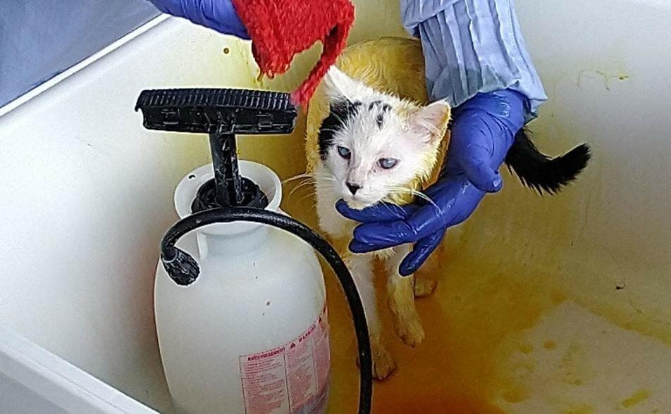 一只小猫的治愈之旅：从收容所到永远的家
