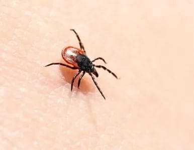 见虫就拍？这几种虫子千万碰不得……快来学会辨识与急救