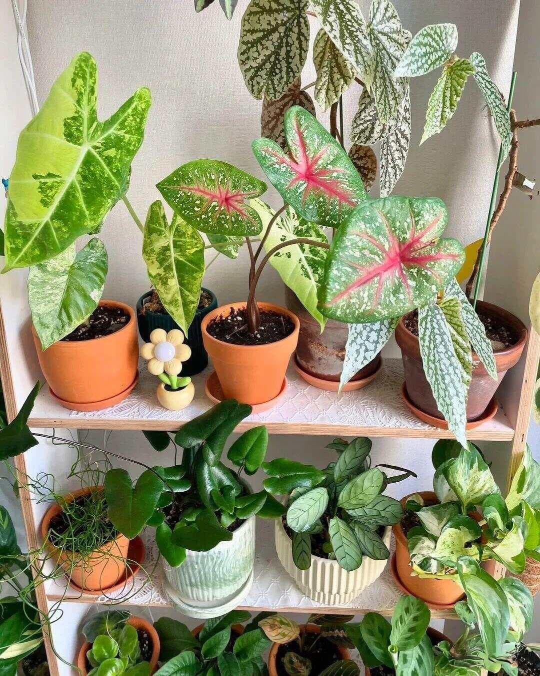 养盆栽植物多久换盆换土一次？换盆有啥讲究？一次性说完